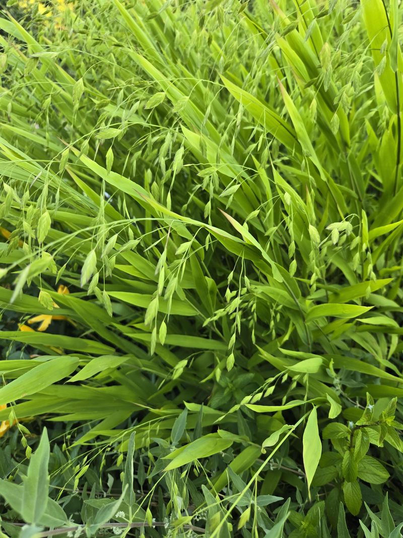 Some Grasses Self-Clean Naturally