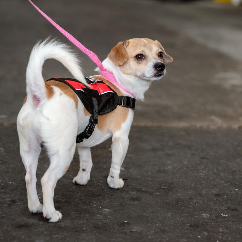 Keep Pets On A Leash And Close To You