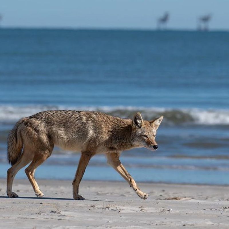 Report the Sighting to Local Wildlife Authorities