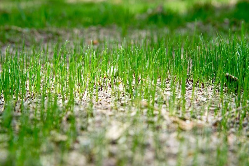 Fertilizing When Grass Is Still Actively Growing