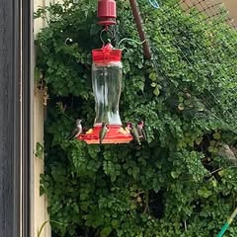 Forgetting To Clean Feeders Regularly