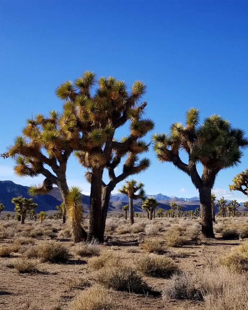 Joshua Trees: Desert Treasures Under Threat