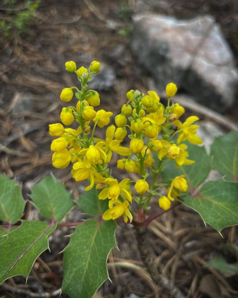 Creeping Oregon Grape