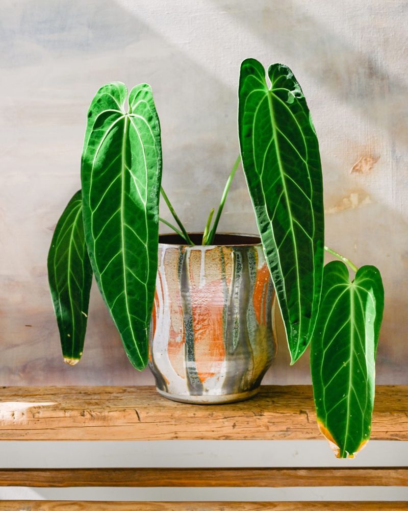 Anthurium Warocqueanum (Queen Anthurium)