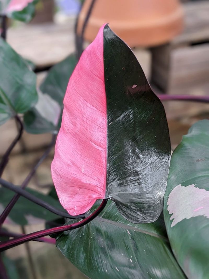 Pink Princess Philodendron