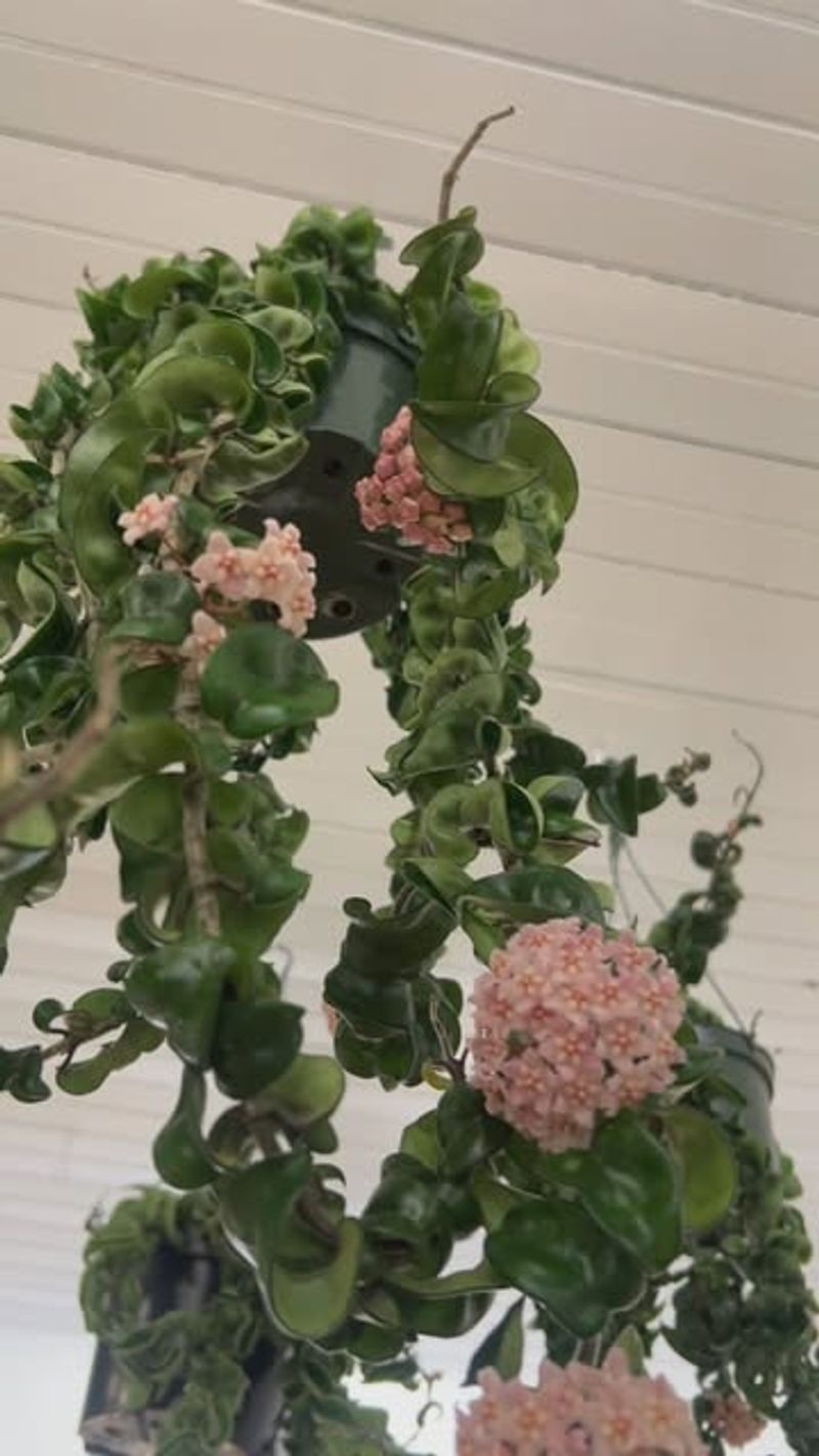 Hoya Carnosa Compacta 'Hindu Rope'