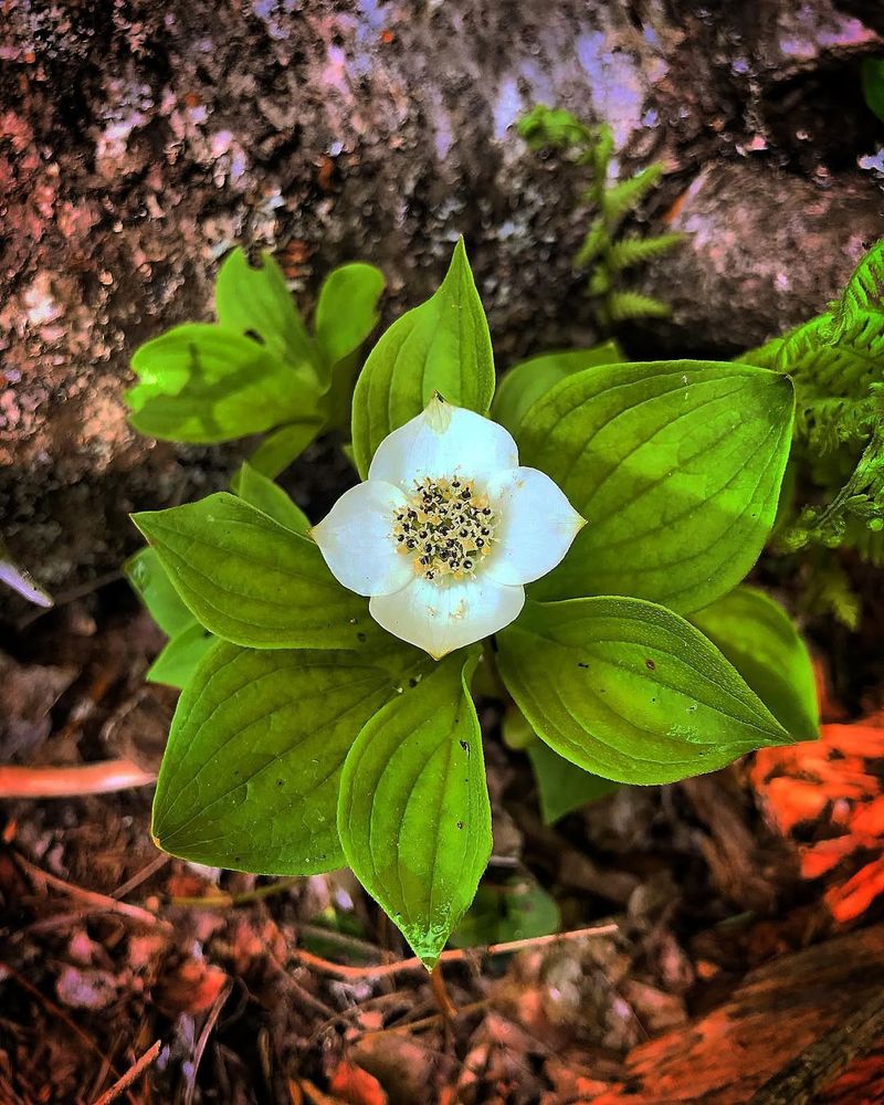 Bunchberry (Cornus canadensis)