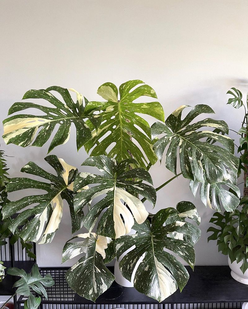 Thai Constellation Monstera
