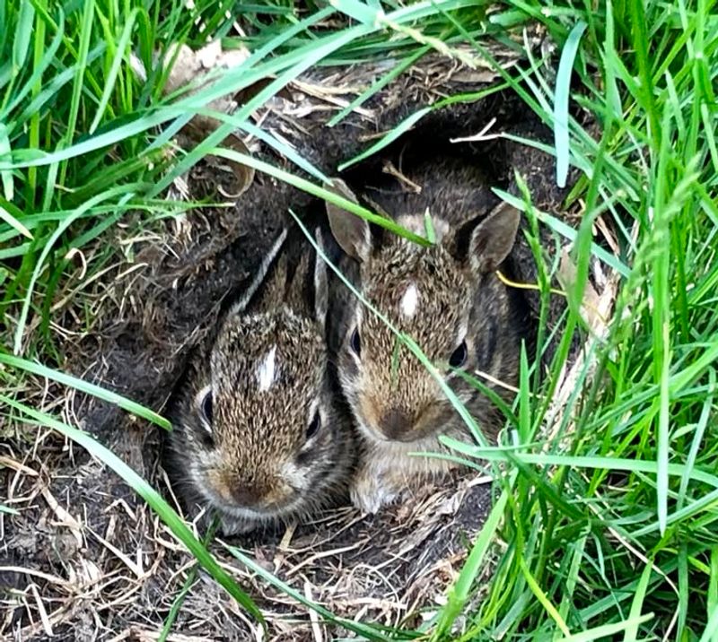 Rabbits Hiding Among Shrubs