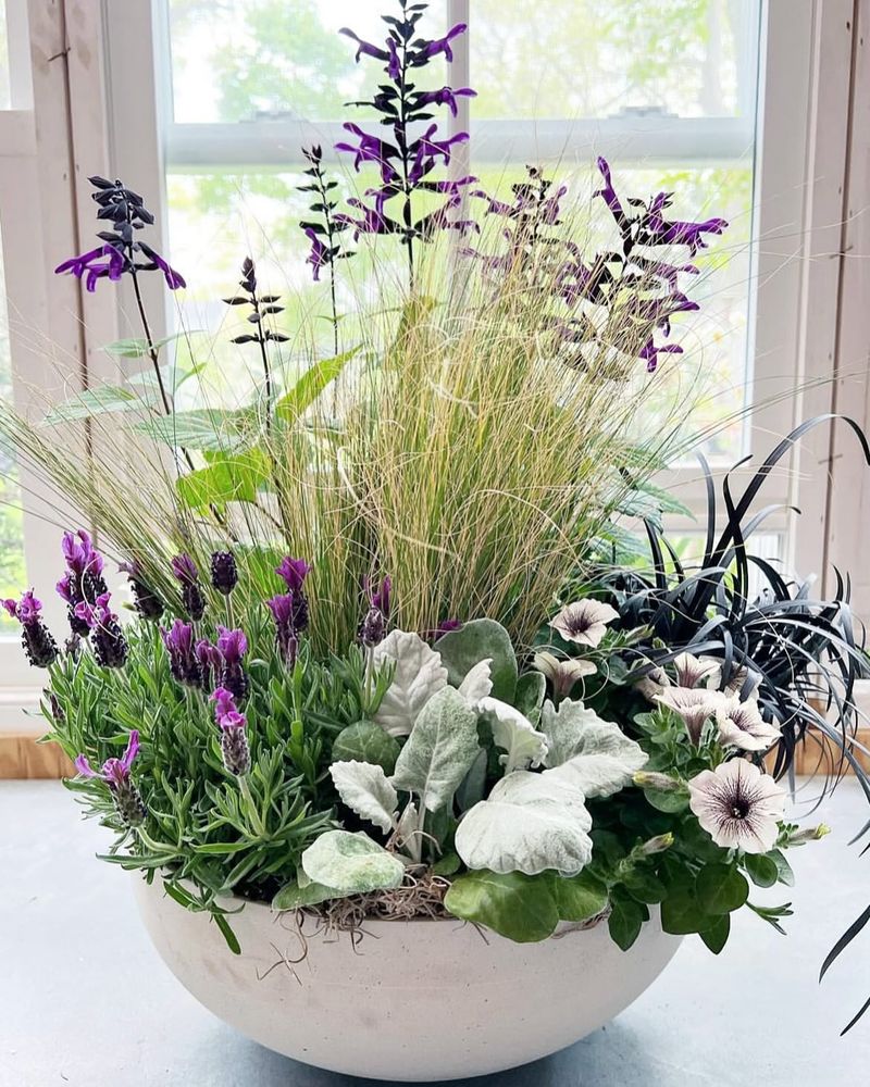 Container Plants
