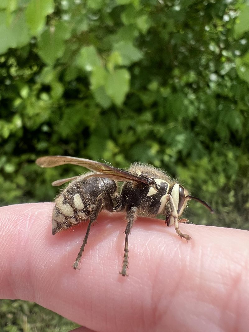 Bald-Faced Hornets