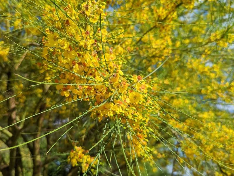 Blue Palo Verde: Ecosystem Engineers Worth Preserving