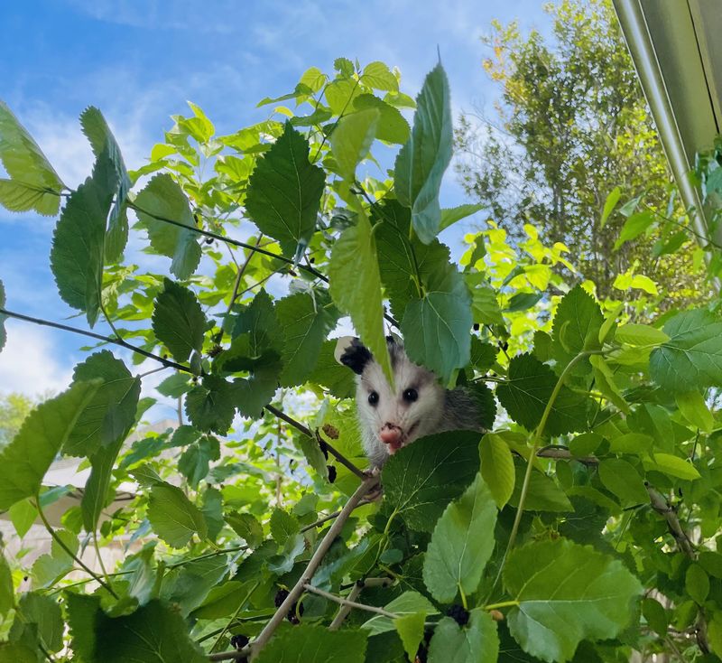 Garden Clean-up Crew
