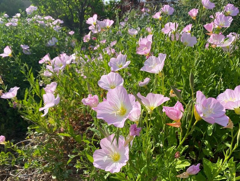 Mexican Evening Primrose