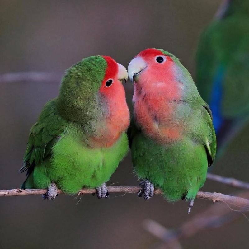Rosy-Faced Lovebird Visiting Feeders