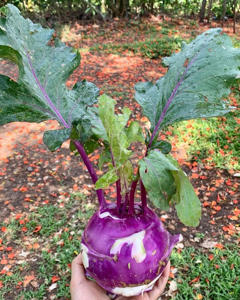 Space-Efficient Garden Plant