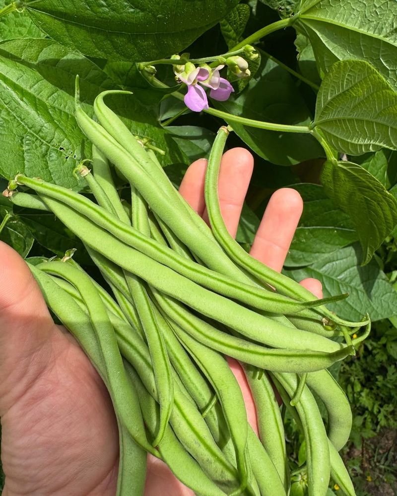 Space-Saving Bush Beans