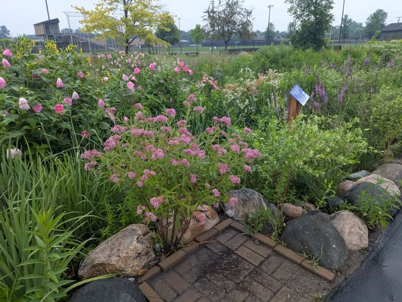 Rain Garden Installations