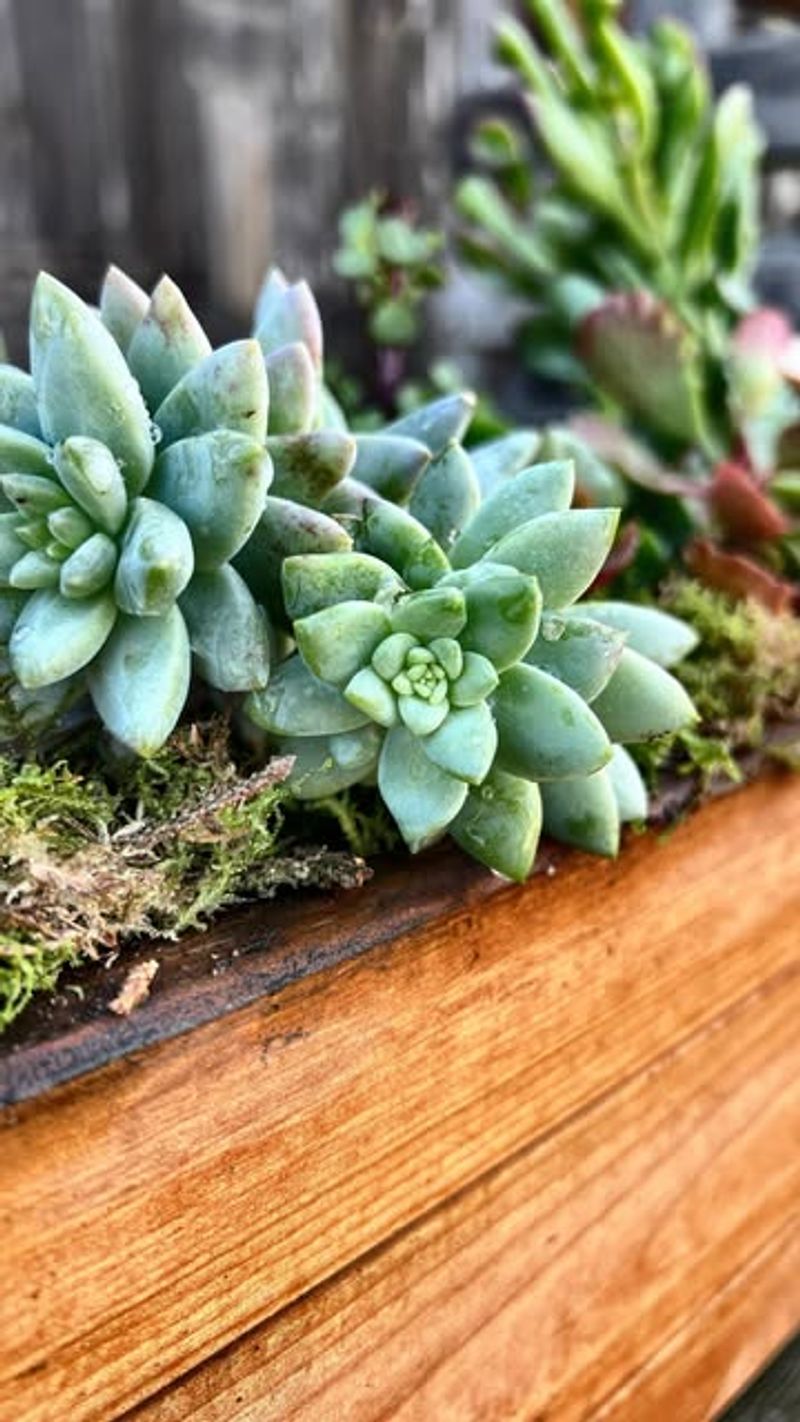 Rustic Wooden Box Arrangement