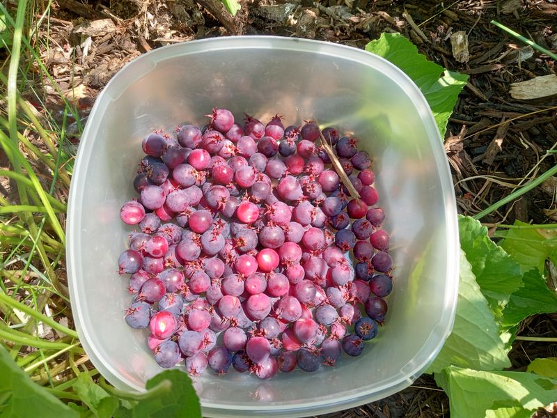 Berries Attract Beneficial Insect Predators