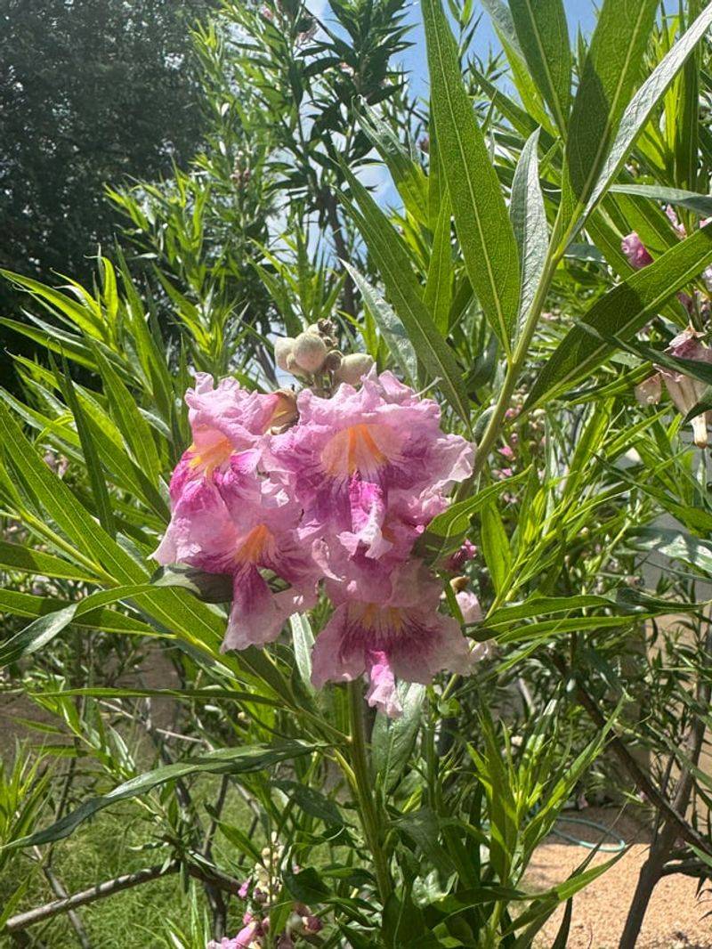 Open Canopy Design Allows Easy Pollinator Access