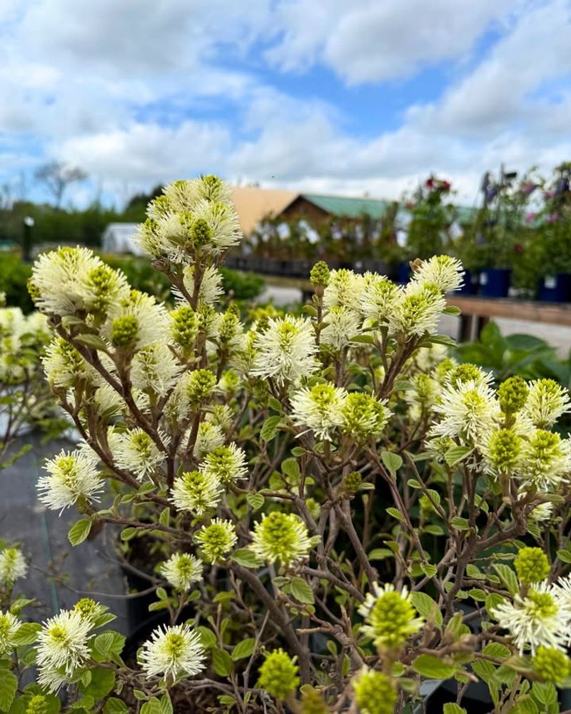 Fothergilla (Fothergilla gardenii)