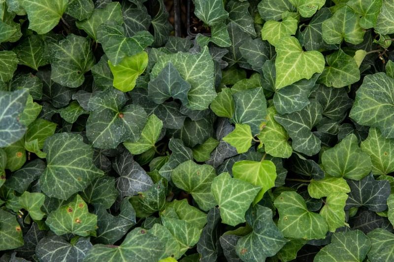 English Ivy