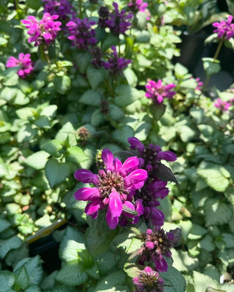 Lamium (Dead Nettle)