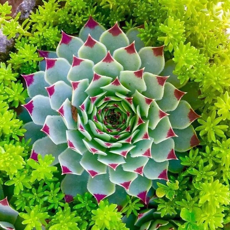 Hens and Chicks