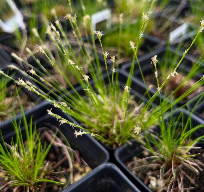 Oklahoma Native Sedge