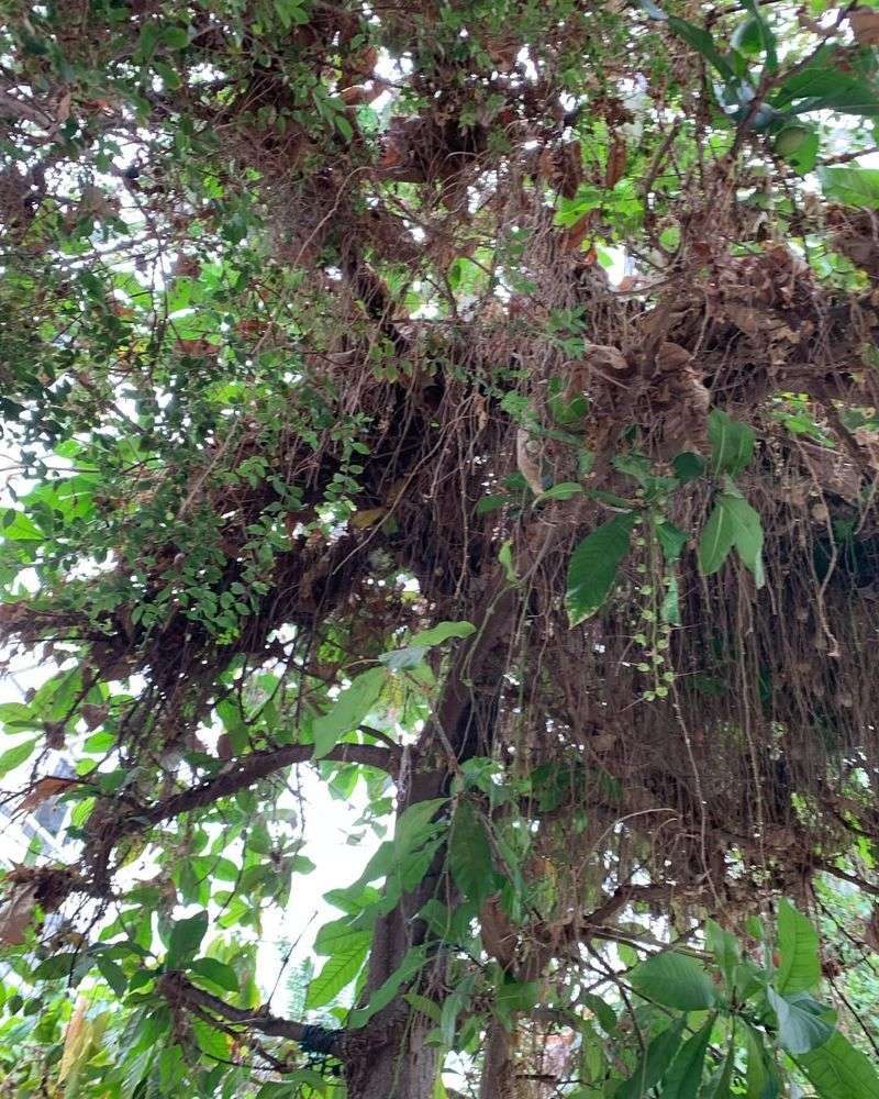 Accumulated Leaf Debris Lodges in Branches