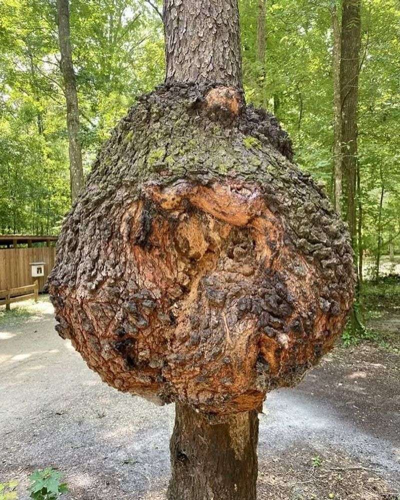 Burl Formations