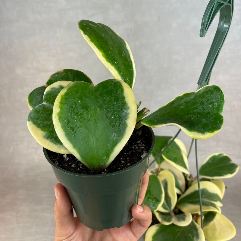 Rare Hoya Kerrii Variegata