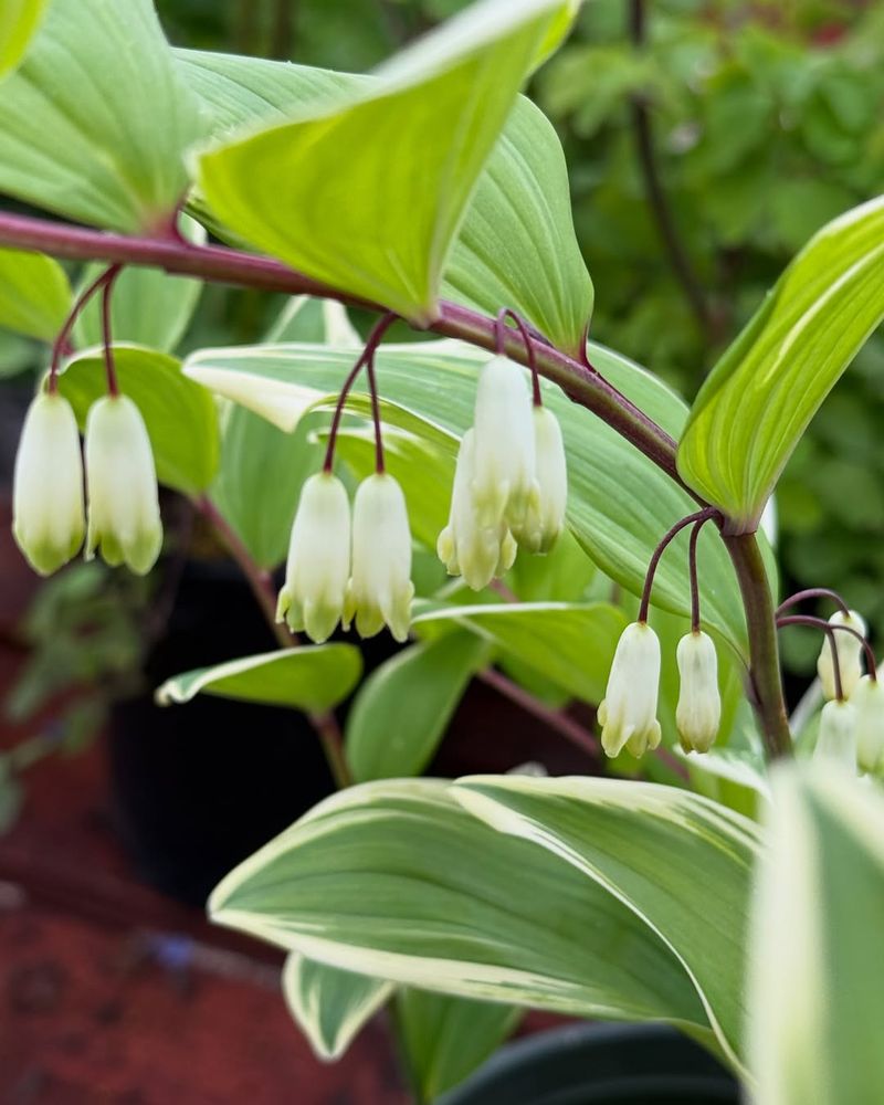 Solomon's Seal: Arching Elegance for Deep Shade