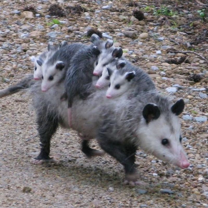 Possums Rarely Carry Rabies
