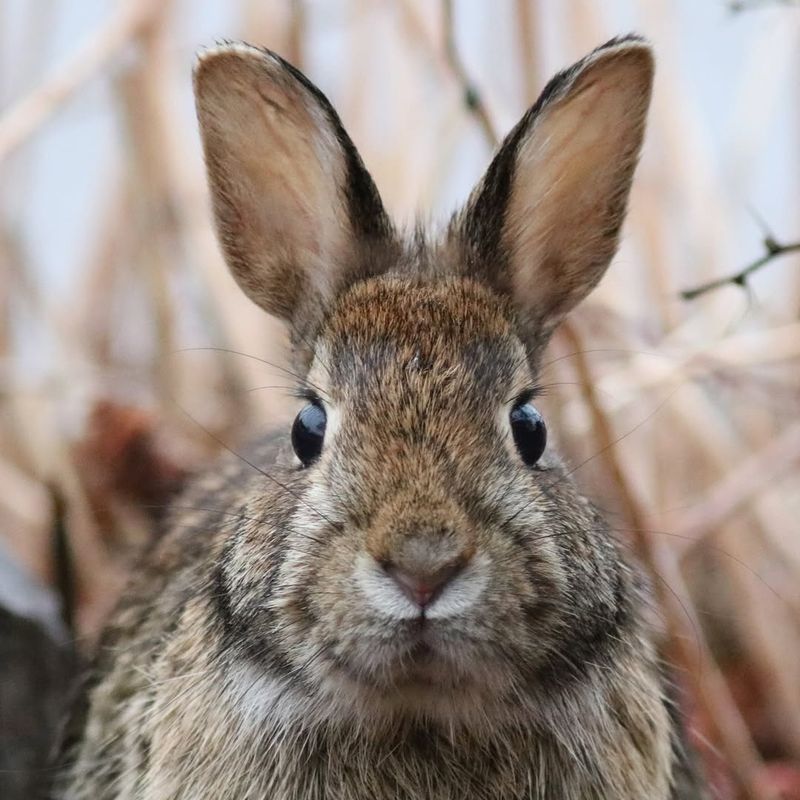 Eastern Cottontail Rabbit