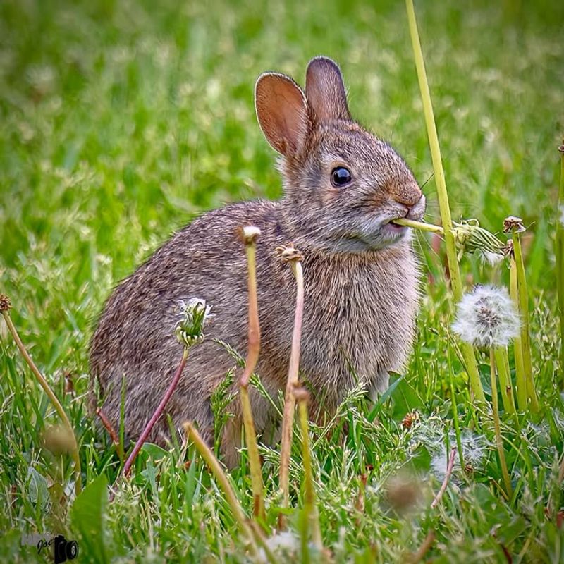 Cottontail Rabbit