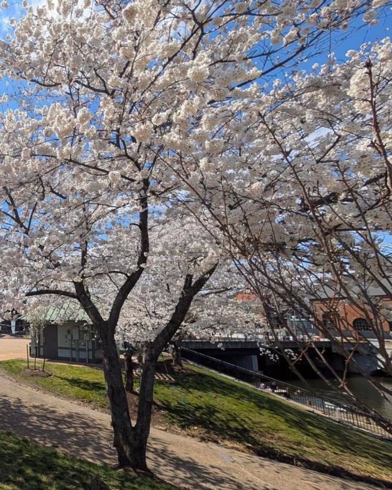Trees In Historic Districts