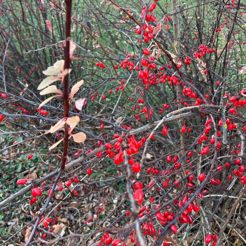Japanese Barberry