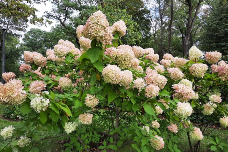 hydrangea in bloom