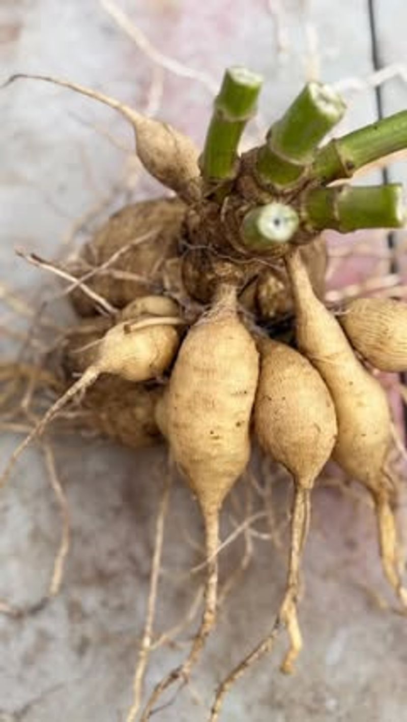 Cut Back The Stems Carefully
