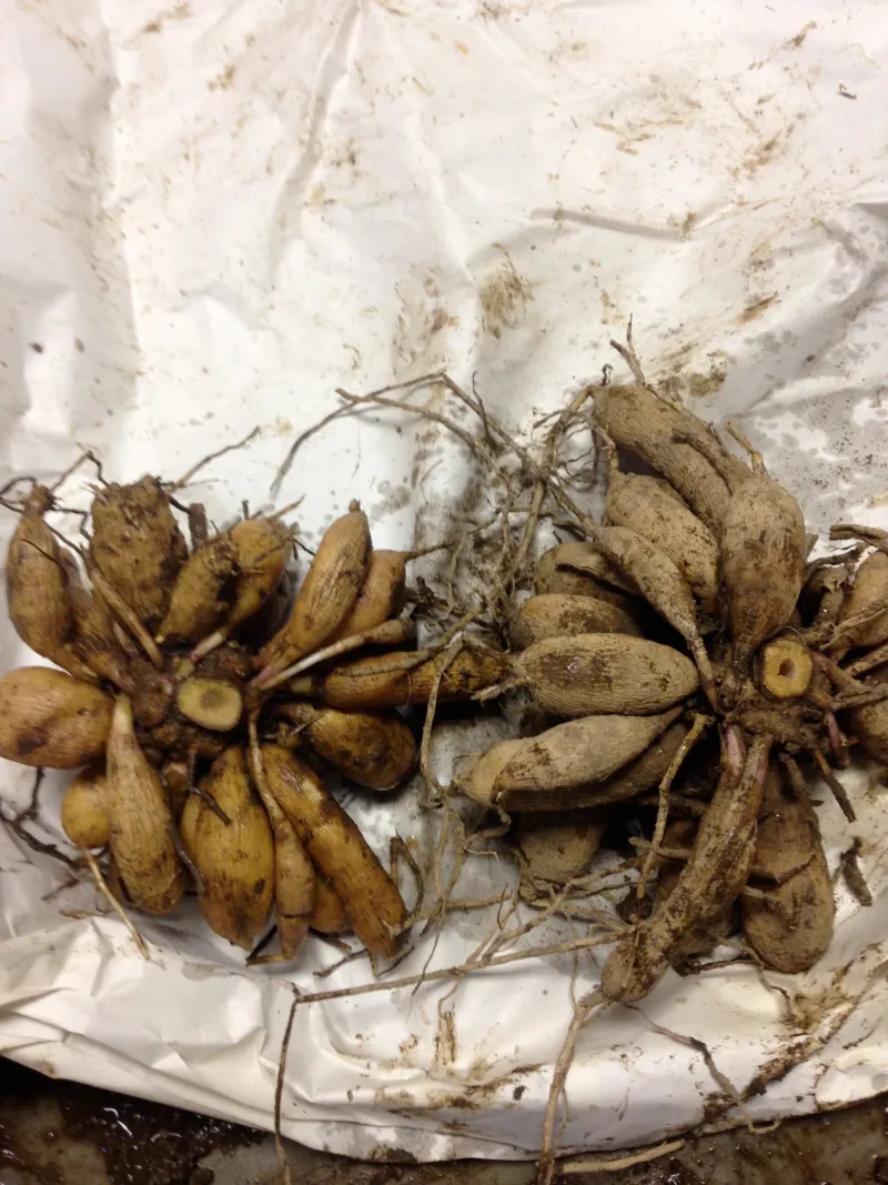 Carefully Lift Tubers From The Ground Without Damage