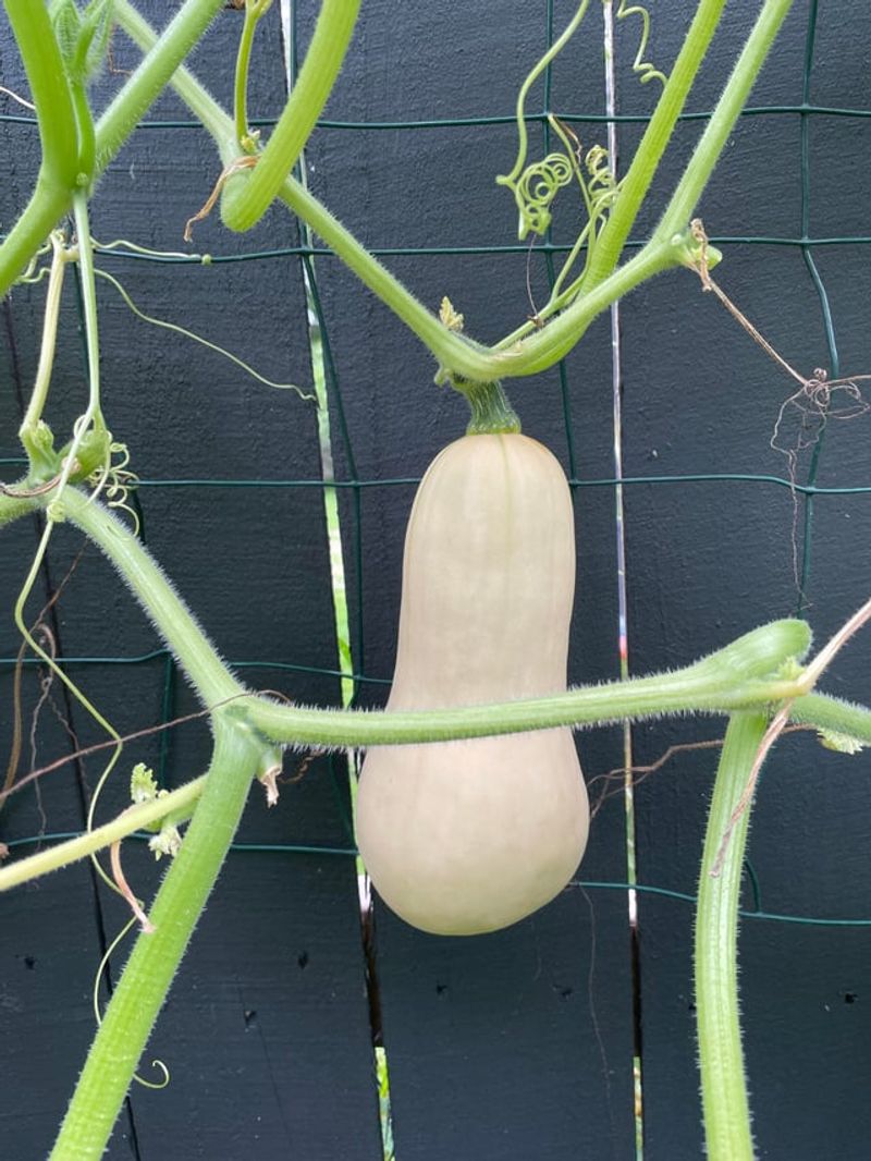 Check The Stem Condition