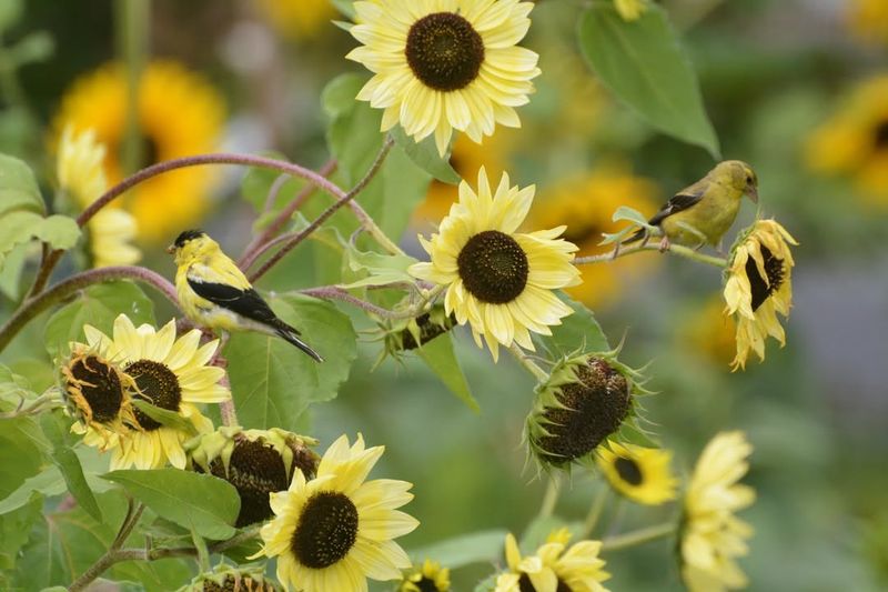 Consider Wildlife Benefits