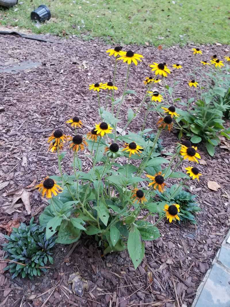 Cut Stems Down to Three Inches