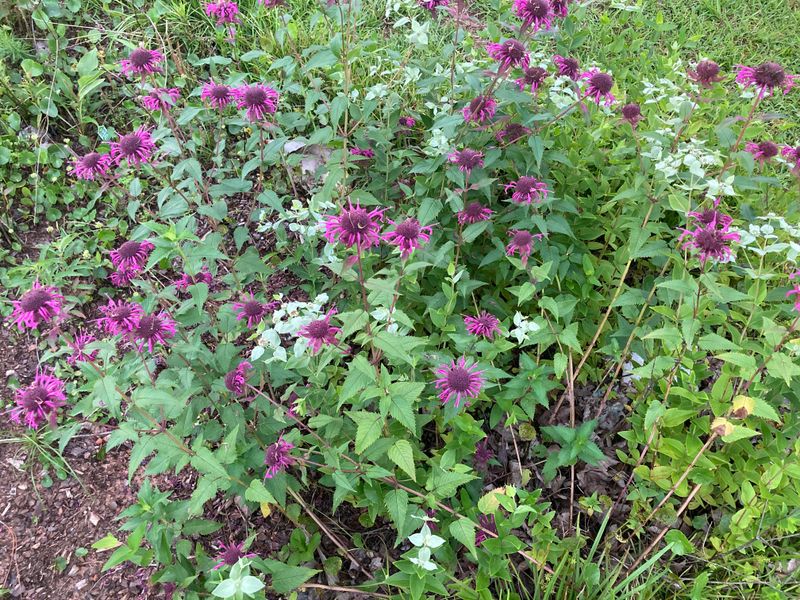 Cut Stems Down to Ground Level