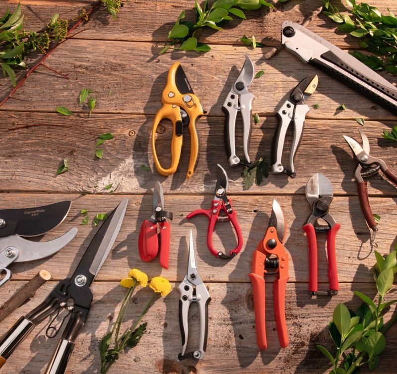 Sterilize Your Pruning Tools First