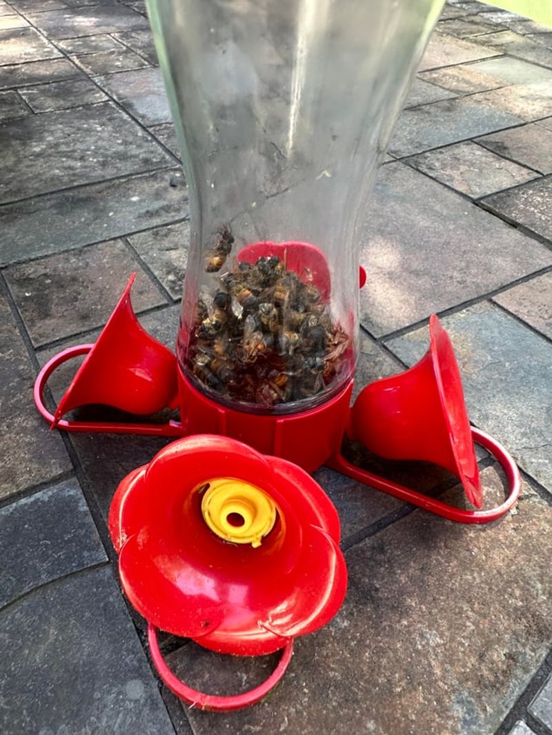 Watch For Two Weeks Without Visitors