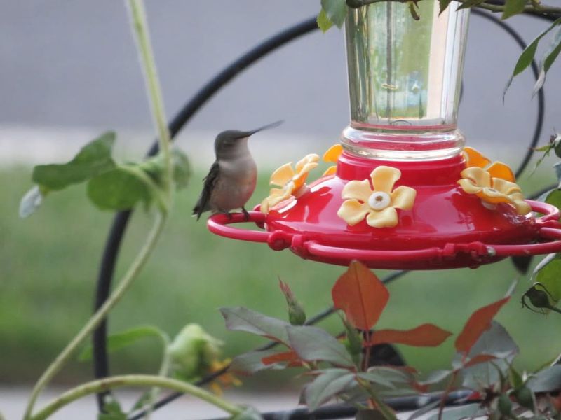 Watch For Two Weeks Without Sightings