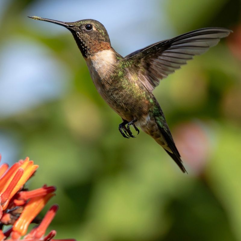 Leaving Feeders Up Won't Delay Migration
